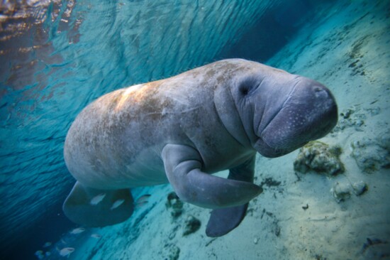 Manatees Of Crystal River