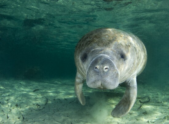 Manatees Of Crystal River