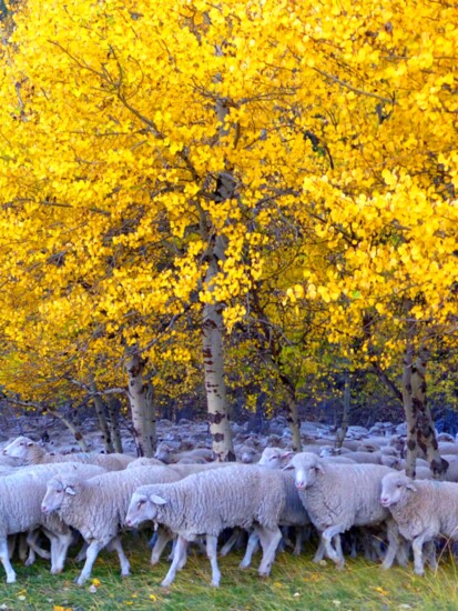 Trailing of the Sheep Festival