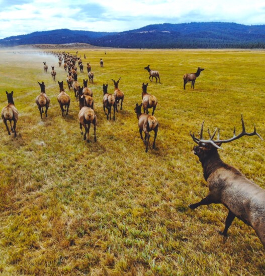 Elk Herd at Silvies Valley Ranch